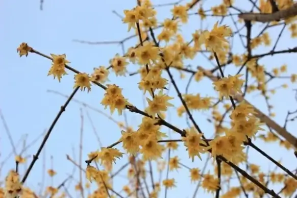 plum blossom spring germination