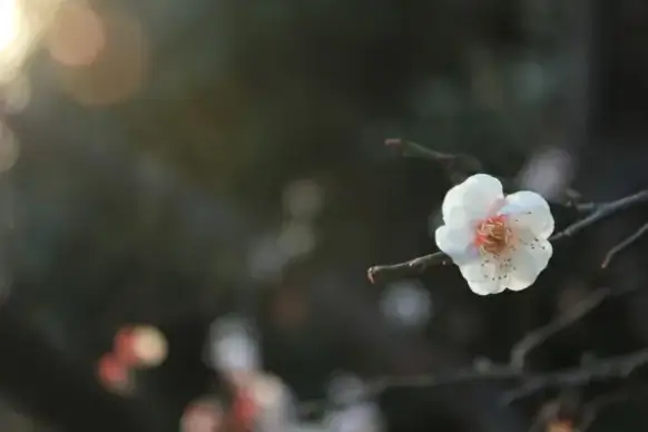 plum blossom spring pink