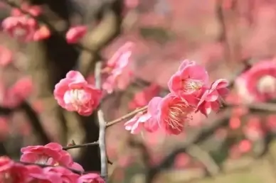 plum blossom spring pink