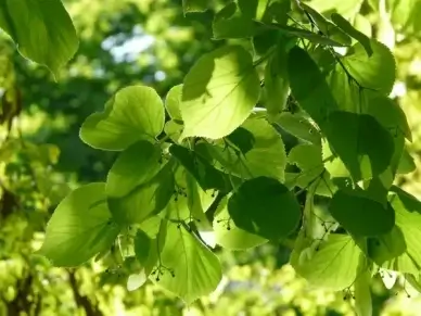 pods lime blossom linde