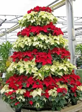 poinsettia christmas tree