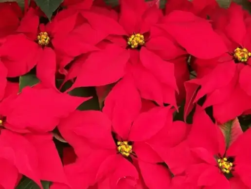 poinsettias