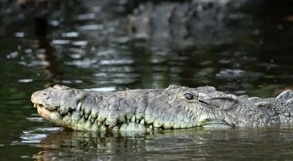 pointed crocodile crocodile crocodylus acutus
