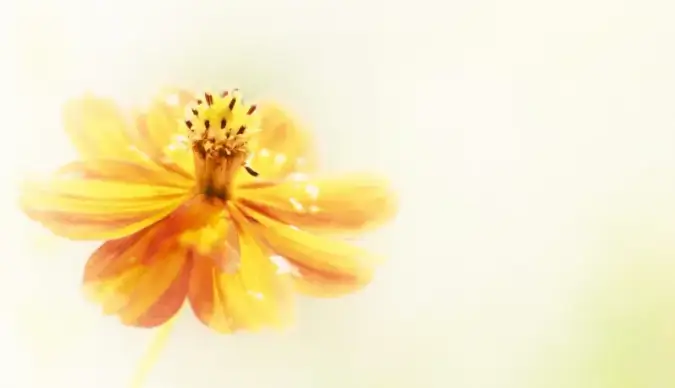 pointed flower backdrop picture elegant bright closeup
