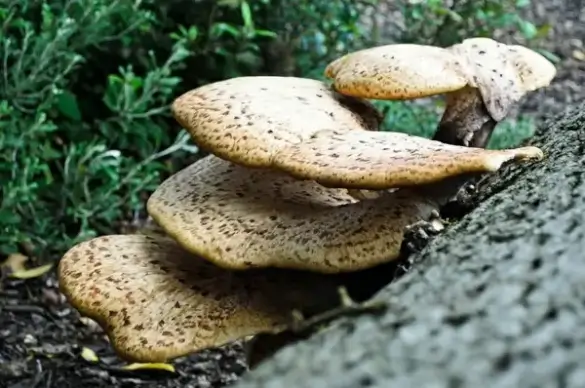 polypores