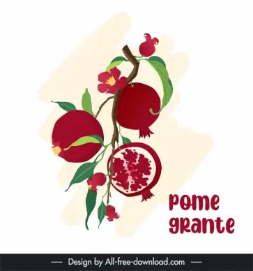 pomegranate fruit  design elements flat classic leaves flowers