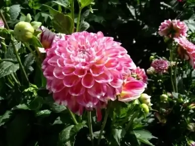 pompom dalia summer