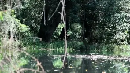 Pond