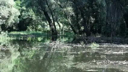 Pond