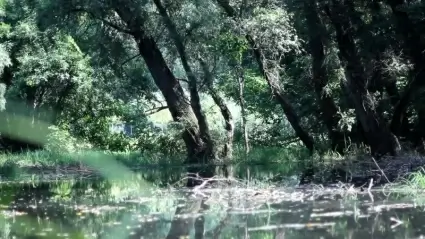 Pond