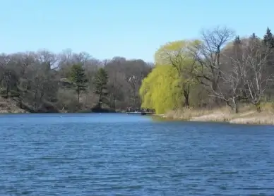 pond water trees