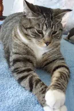 pondering cat