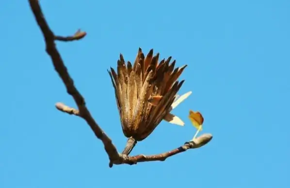 poplar seed tulip poplar last stage