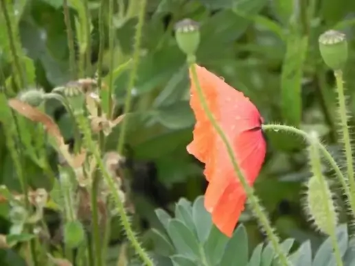 poppy facing left