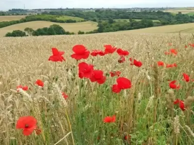 poppy field