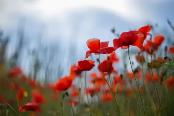 poppy field picture blurred scene
