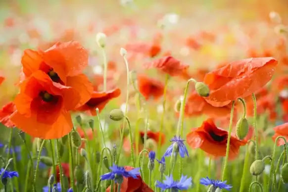 poppy flower garden backdrop elegant blossom 