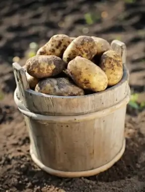 potatoes highdefinition picture 2