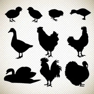 poultry vector sketches with silhouette illustration