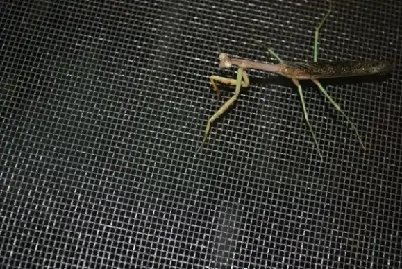 praying mantis