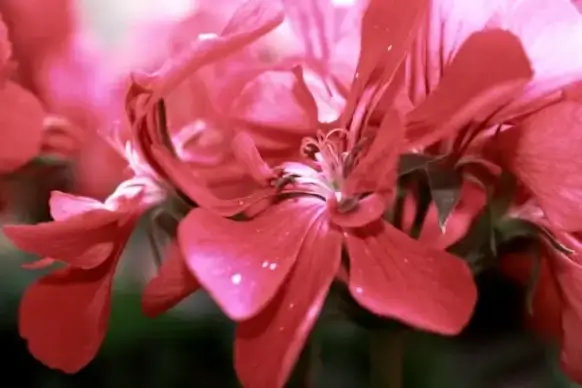 pretty in pink flowers