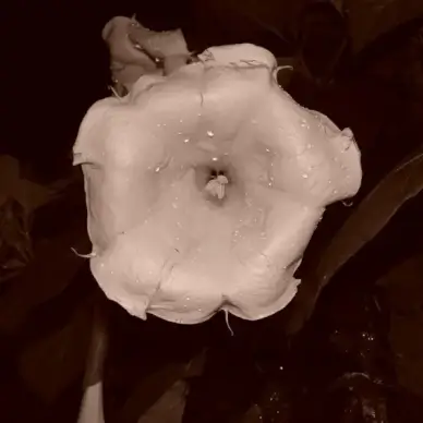 pretty white at night