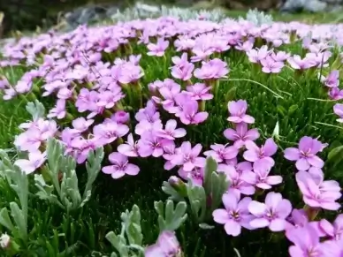 primula catchfly flower pink