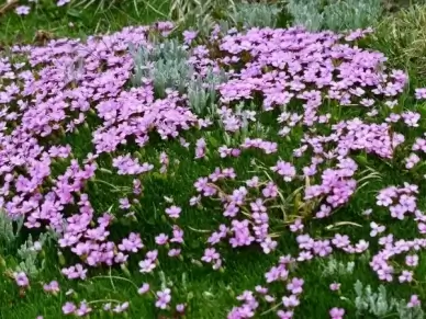 primula catchfly flower pink