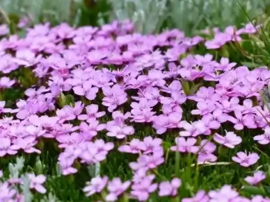 primula catchfly flower pink