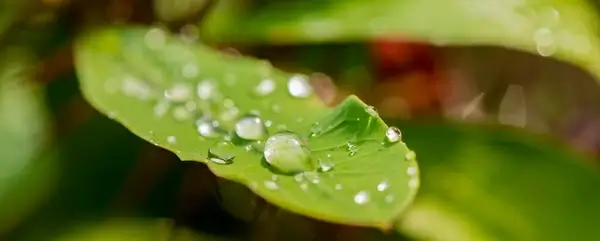 puddles of life