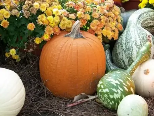 pumpkin and gourds