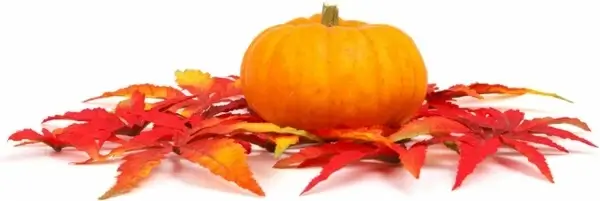 pumpkin and leaves