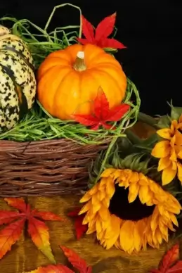 pumpkin and sunflower