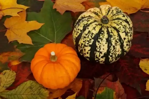 pumpkins on colorful leaves