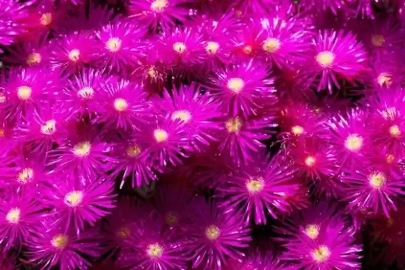 purple flower background