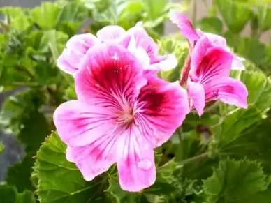purple flower geranium flowers