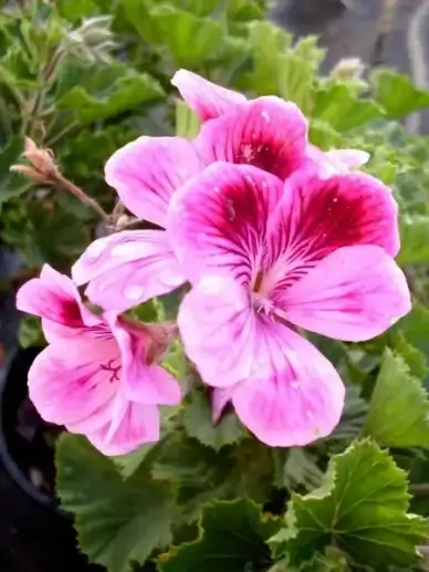 purple flower geranium flowers