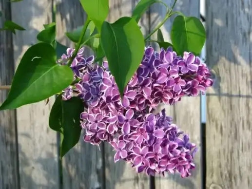 purple lilacs