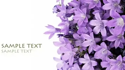 purple lilies fine picture