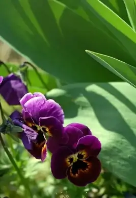 purple pansies