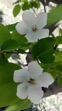 quince flower