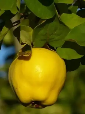 quince fruit plant