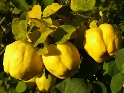 quince fruit plant