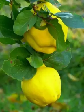quince fruit plant