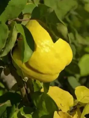 quince fruit plant