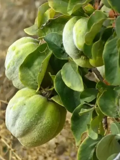 quince fruit plant