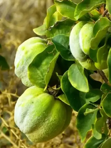 quince fruit plant