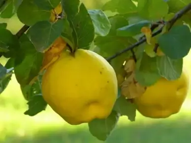 quince fruit plant