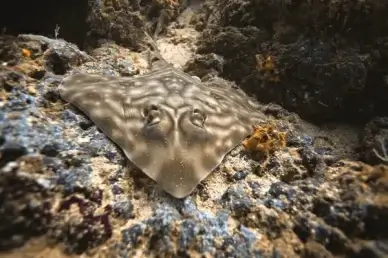 quothard rockquot coiba
