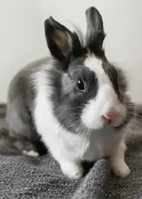 rabbit pet picture cute elegant closeup